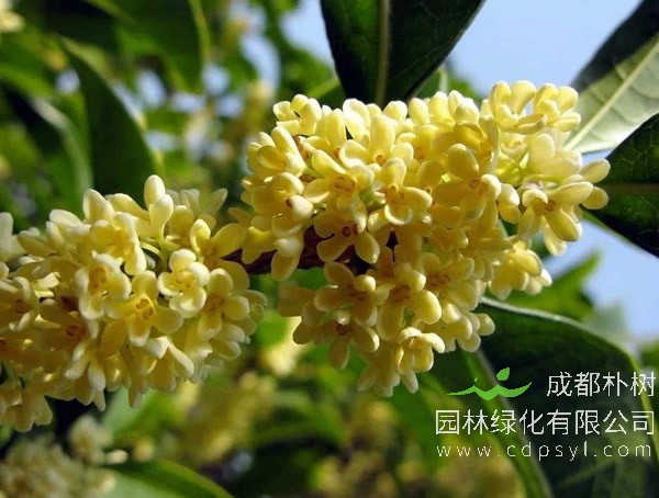 银桂什么时候开花？