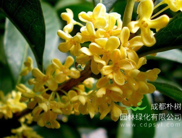 银桂在寒冷地带能不能种？