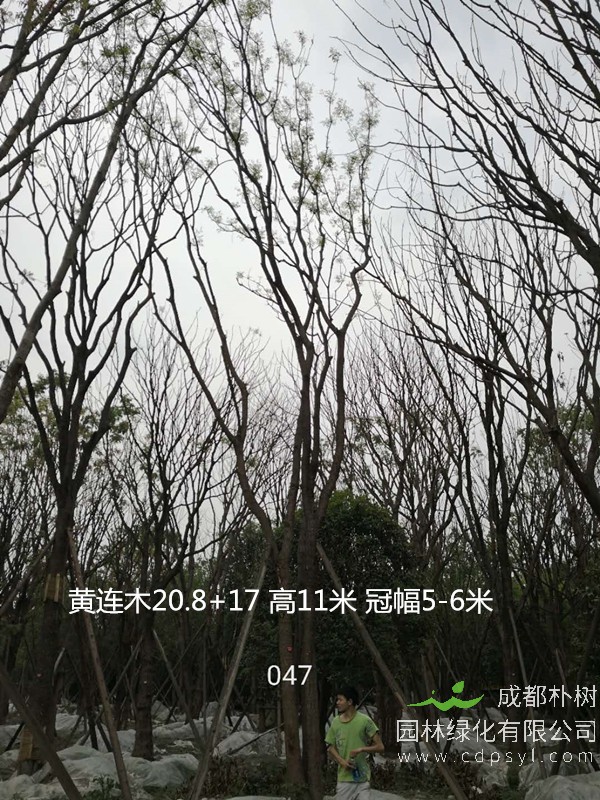 丛生黄连木报价