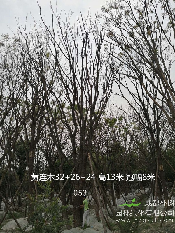 丛生黄连木报价