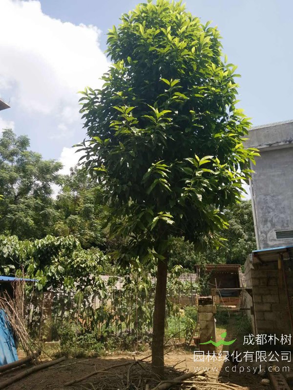 白兰树图片-形态特征-产地生境-物种区别-生长习性-主要价值以及植物文化