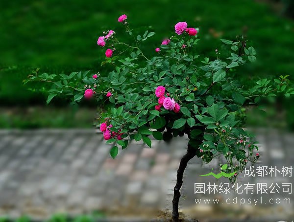 月季树嫁接用什么树种？