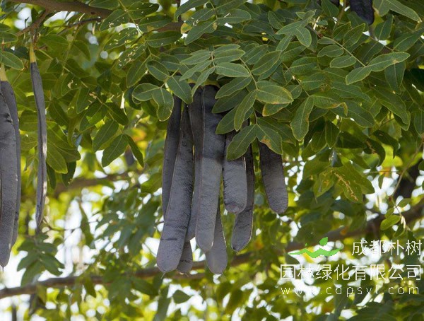 皂角树报价