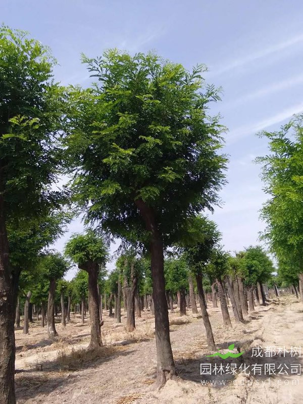 皂角树报价