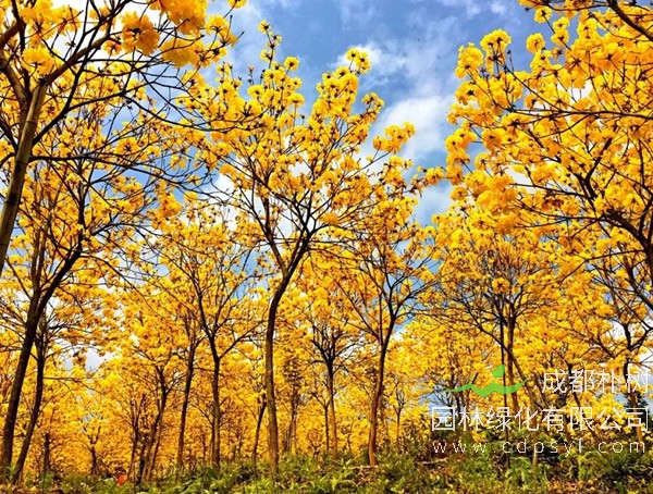 黄花风铃木报价