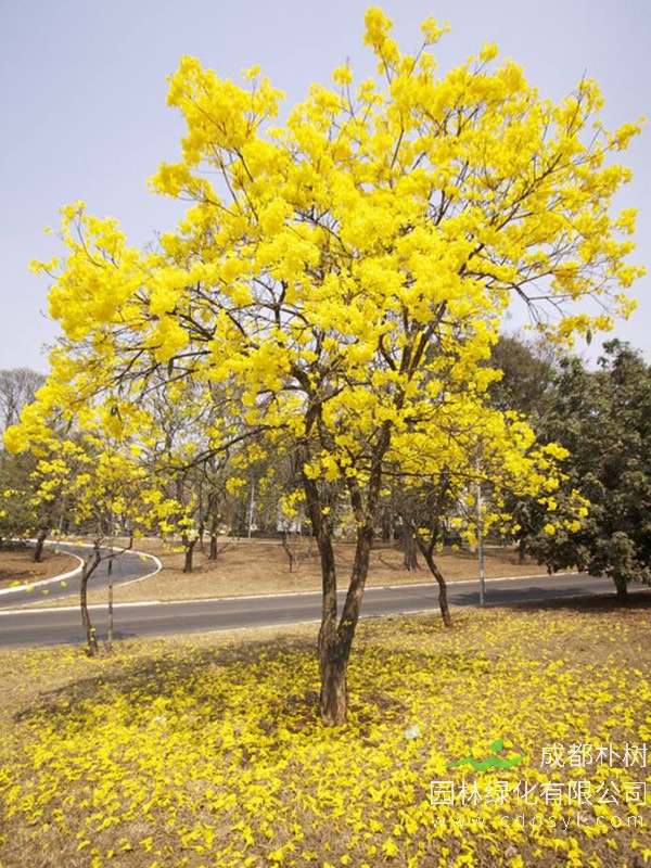 黄花风铃木报价