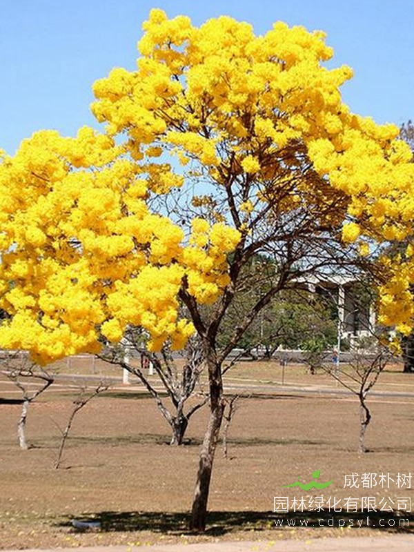 黄花风铃木报价