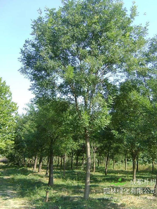 国槐树报价