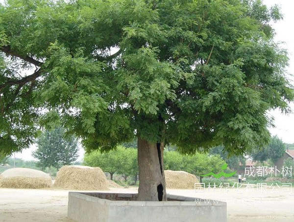 国槐树报价