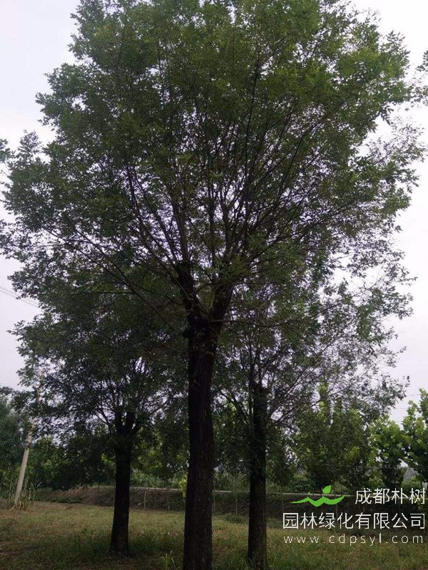 国槐树报价
