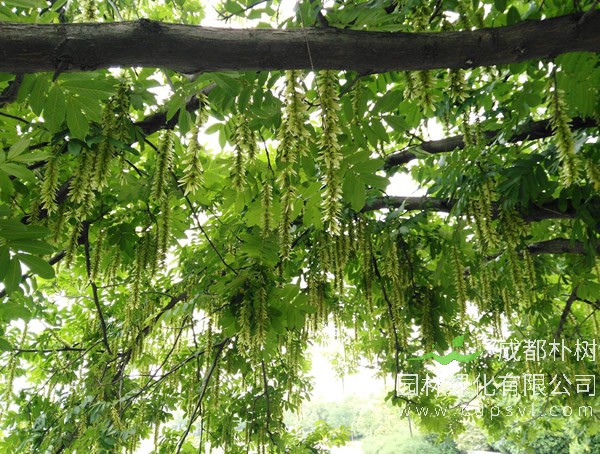 枫杨树报价