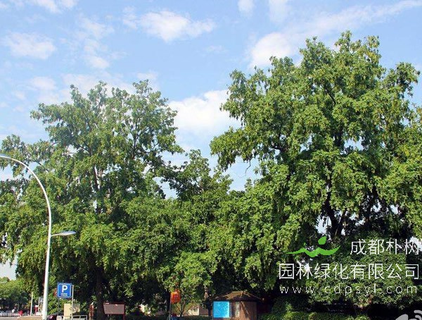 枫杨树报价