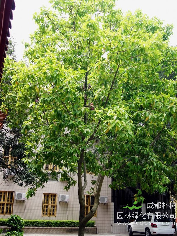 白兰树的繁殖方法、栽培技术以及病虫防治方法介绍