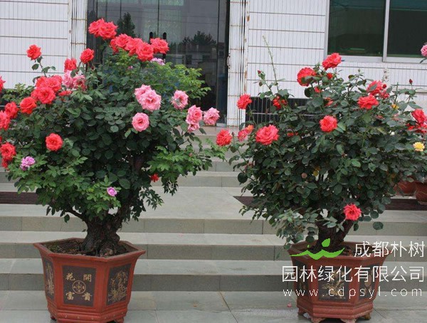 月季树图片-特点-培育过程-实用效果以及培育背景