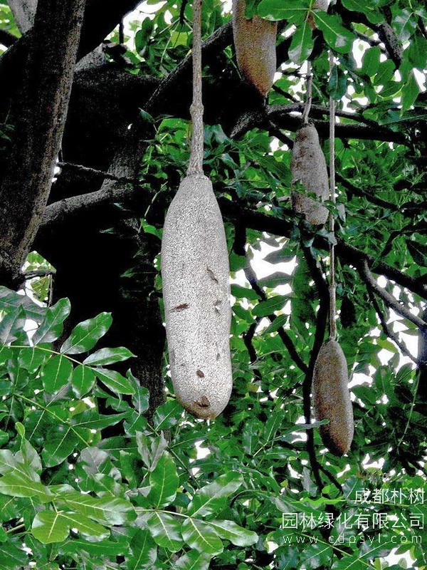 吊瓜树报价