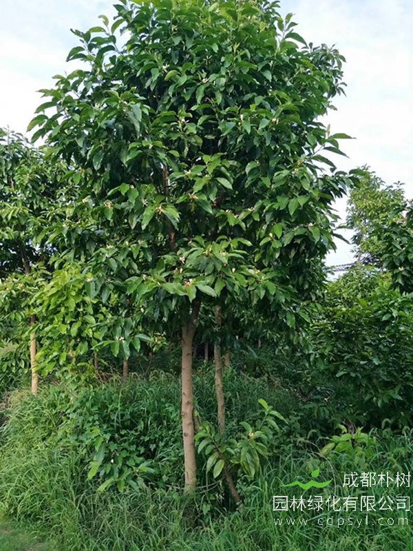 白兰树的繁殖方法、栽培技术以及病虫防治方法介绍