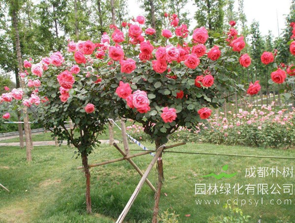 月季树移植是什么季节？