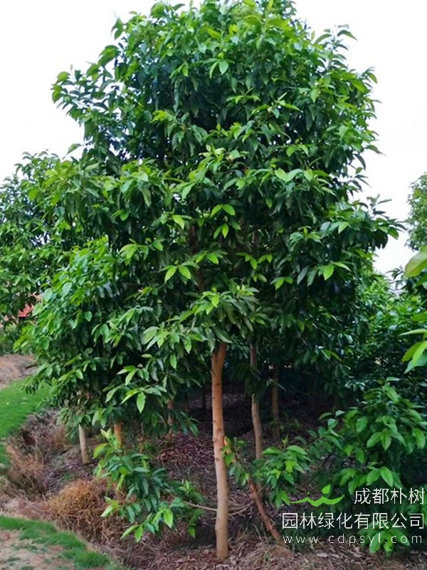 白兰树图片-形态特征-产地生境-物种区别-生长习性-主要价值以及植物文化