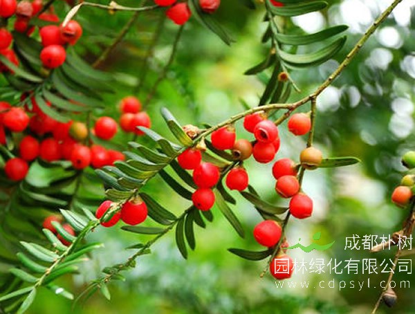 红豆树报价