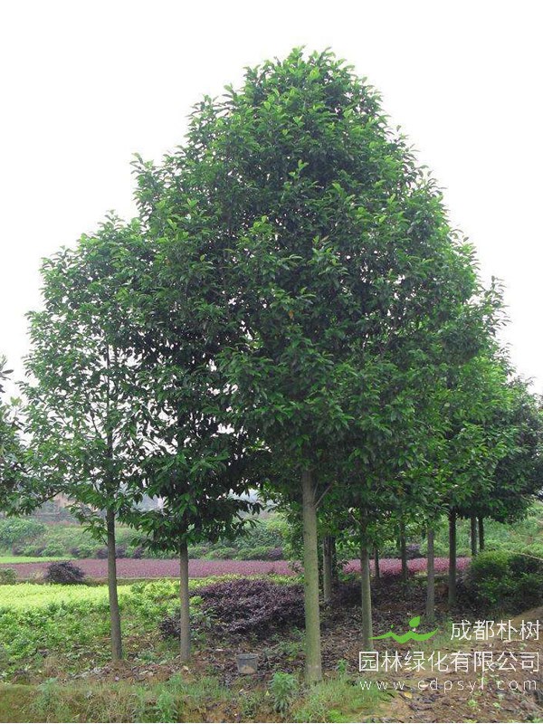 白兰树图片-形态特征-产地生境-物种区别-生长习性-主要价值以及植物文化