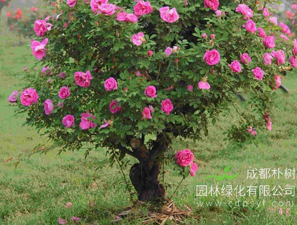 月季树可以盆栽吗？