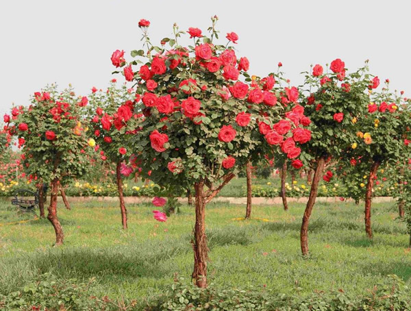 月季树图片-特点-培育过程-实用效果以及培育背景