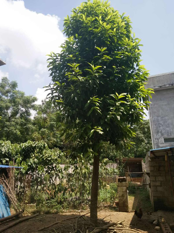 白兰树图片-形态特征-产地生境-物种区别-生长习性-主要价值以及植物文化