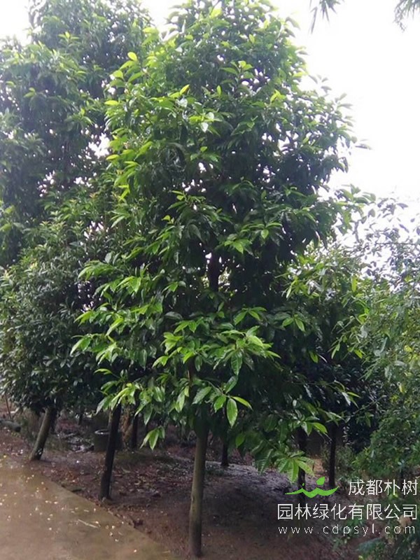 白兰树冬季入室后叶子发黄怎么办？