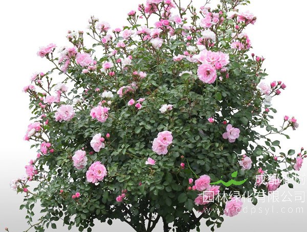 月季树图片-特点-培育过程-实用效果以及培育背景