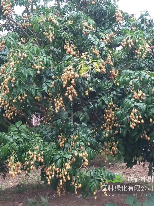 鸡心果树报价