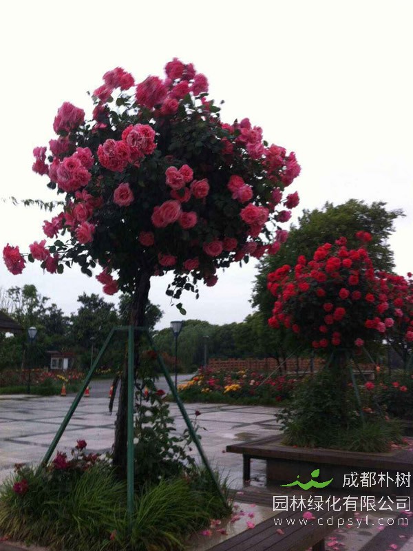 月季树什么时候剪枝？