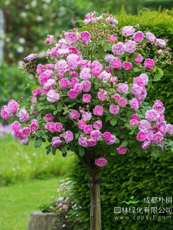 月季树怎样管理才能让花才大，叶更茂盛？