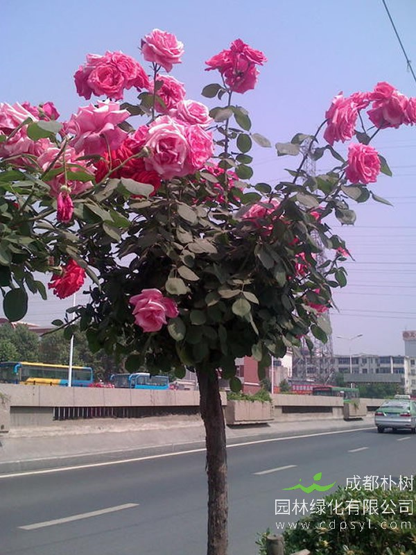 月季树怎么种植？方法有哪些？