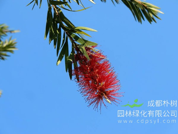 红千层图片-形态特征-生物学特性-生长习性-分布情况以及主要价值