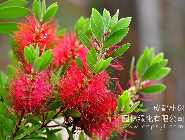 红千层为什么不开花？