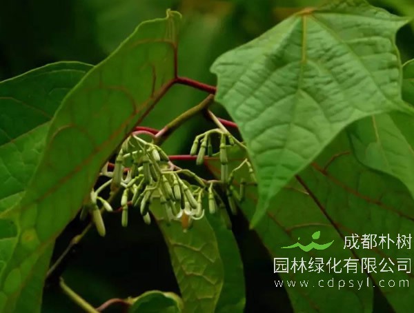 八角枫图片-形态特征-生长环境-分布范围以及主要价值