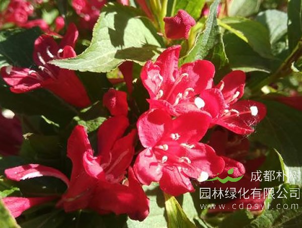 红王子锦带报价