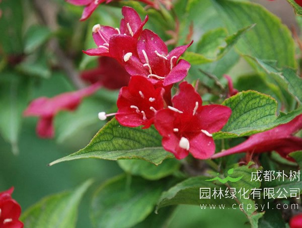 红王子锦带报价