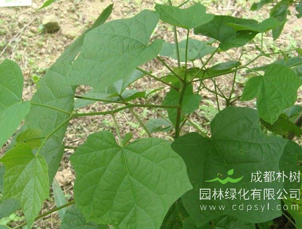 八角枫图片-形态特征-生长环境-分布范围以及主要价值