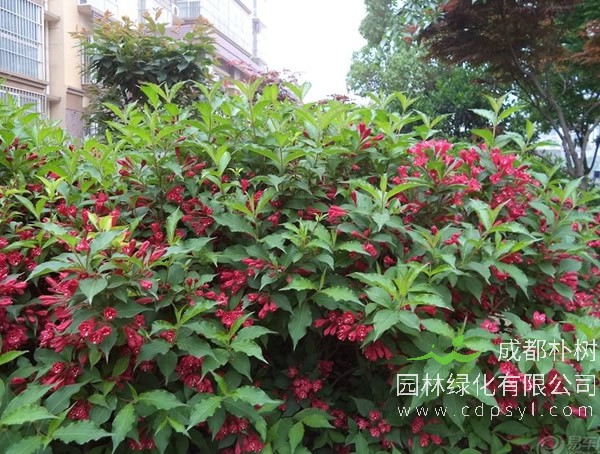 红王子锦带报价