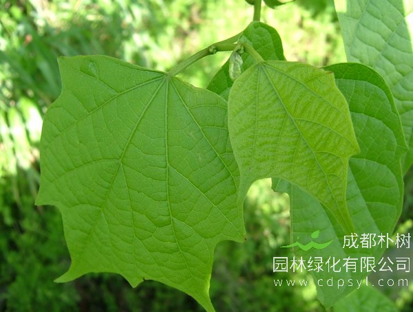 五角青枫和八角枫有什么区别？