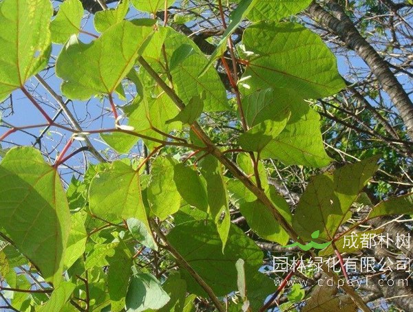 八角枫图片-形态特征-生长环境-分布范围以及主要价值