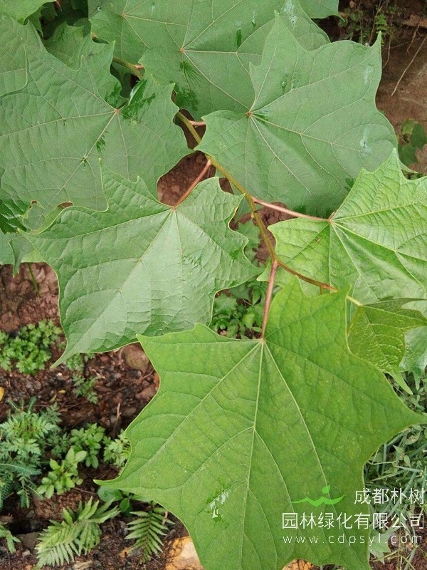 八角枫图片-形态特征-生长环境-分布范围以及主要价值