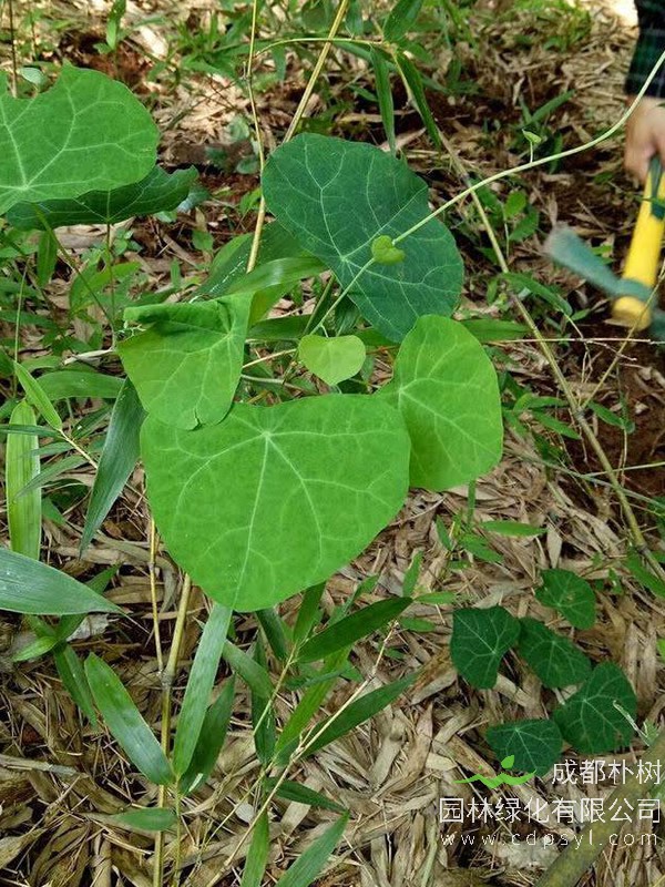 农村的八角枫有哪些作用与用途？