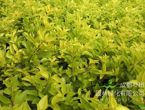 黄叶假连翘报价