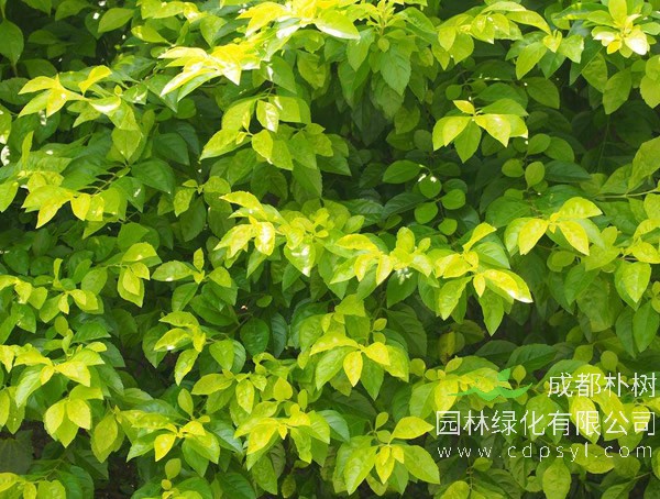 黄叶假连翘报价