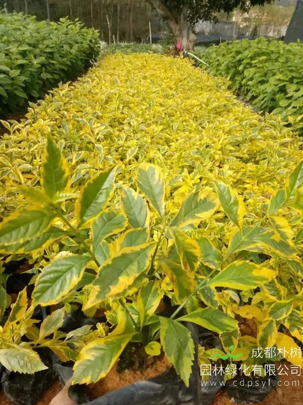 黄叶假连翘报价