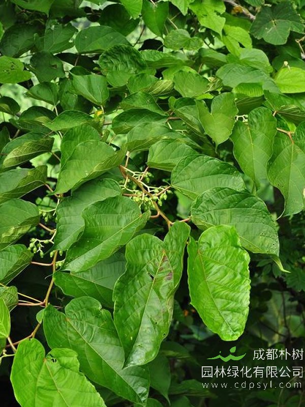 八角枫的叶子长什么样的呢？