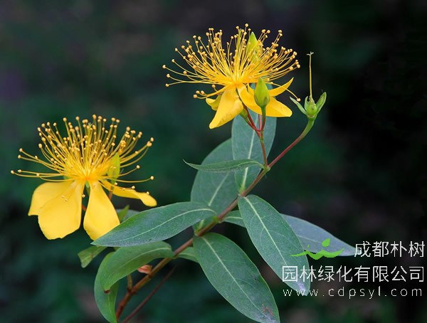 金丝桃价格-最新金丝桃报价多少钱-图片-批发-产地报价表