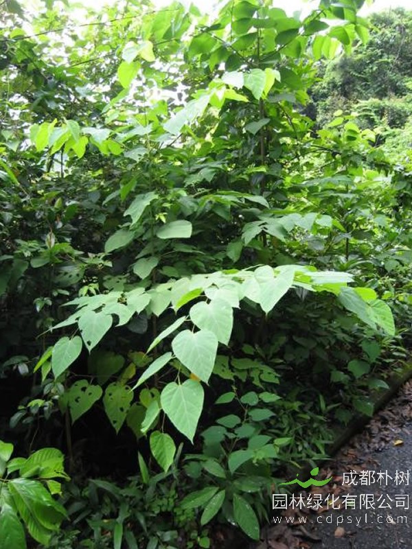 八角枫有多少种？长什么样子呢？